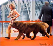 Превью фото № 220555