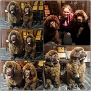 Превью фото № 220559