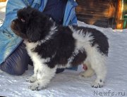 Превью фото № 220569