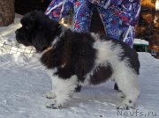 Превью фото № 220571