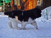 Превью фото № 220576