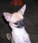 Превью фото № 22058