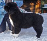 Превью фото № 220585