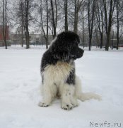 Превью фото № 220608