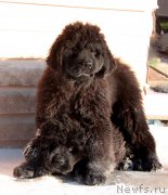 Превью фото № 220615