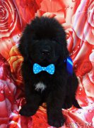 Превью фото № 220626