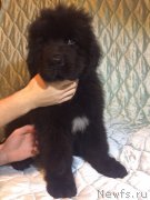 Превью фото № 220627