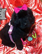 Превью фото № 220634