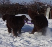 Превью фото № 220643