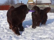 Превью фото № 220644