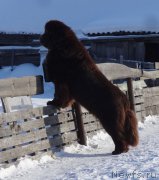 Превью фото № 220645