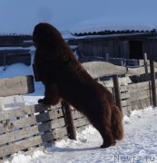 Превью фото № 220646