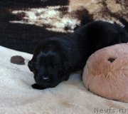 Превью фото № 220660