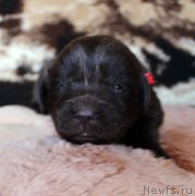 Превью фото № 220666