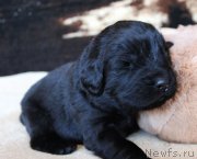 Превью фото № 220672