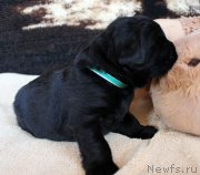 Превью фото № 220673