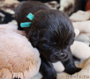 Превью фото № 220674