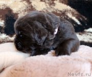 Превью фото № 220679