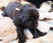 Превью фото № 220680