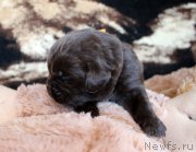 Превью фото № 220681