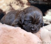 Превью фото № 220682