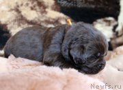 Превью фото № 220683