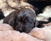 Превью фото № 220684