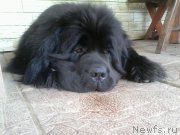 Превью фото № 220685