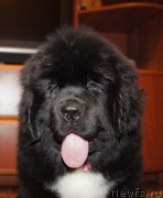 Превью фото № 220701