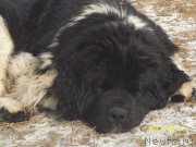 Превью фото № 220769