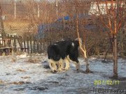 Превью фото № 220770