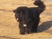 Превью фото № 220772