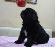 Превью фото № 220783