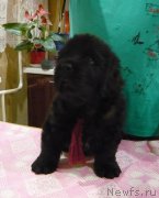 Превью фото № 220786