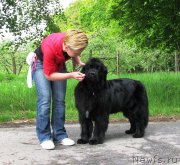 Превью фото № 220787