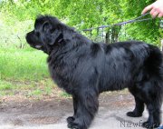 Превью фото № 220792