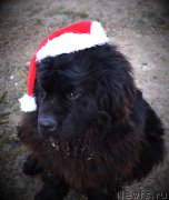 Превью фото № 220803