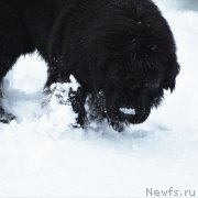 Превью фото № 220807