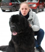 Превью фото № 220823