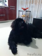 Превью фото № 220827