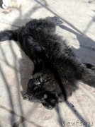 Превью фото № 220837