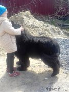 Превью фото № 220854