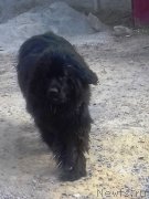 Превью фото № 220855