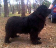 Превью фото № 220857