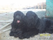 Превью фото № 220898