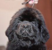 Превью фото № 220917