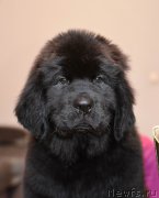 Превью фото № 220920