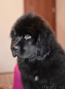 Превью фото № 220923