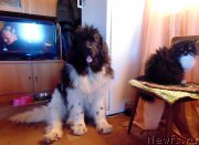 Превью фото № 220926