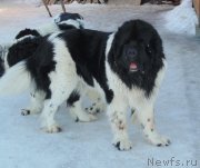 Превью фото № 220928